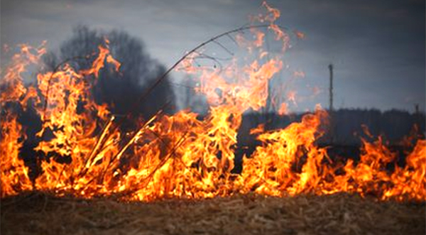 27-Acre Prescribed Burn Happening Today at Malabar Scrub Sanctuary