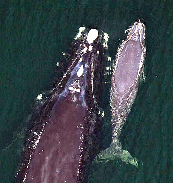 Right-whales-580-1